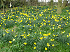 Daffodil principle
