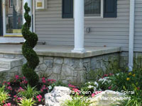 Emerald Green Arborvitae Spiral beside front porch steps