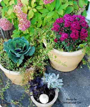arrangement of basil and plants