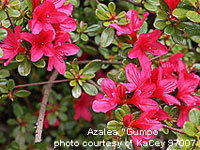 beautiful azalea plant