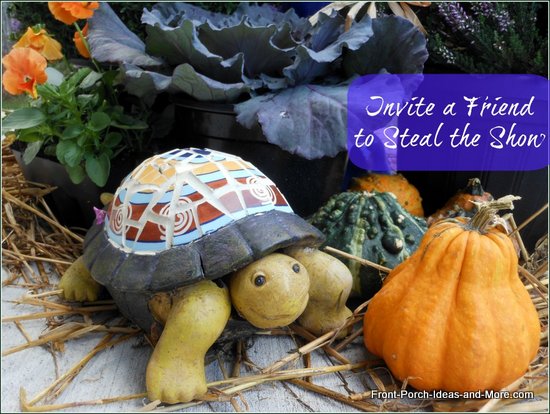 Meet Fred our little turtle friend