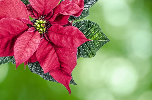 Christmas poinsettia