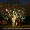 tree in front yard decorated with christmas lights