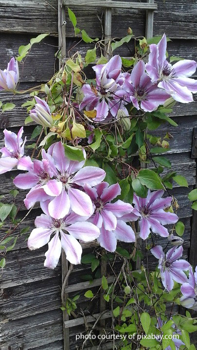 clematis on wooden lattice trellis
