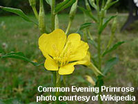 pouring concrete piers for front porch foundation