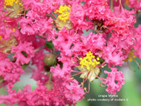 picture of flowering crape myrtle plant
