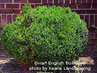 dwarf english boxwood photo