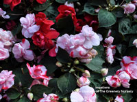 colorful and beautiful impatiens