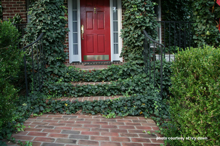 Front porch step risers covered with ivy