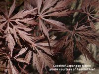 laceleaf japanese maple in garden setting