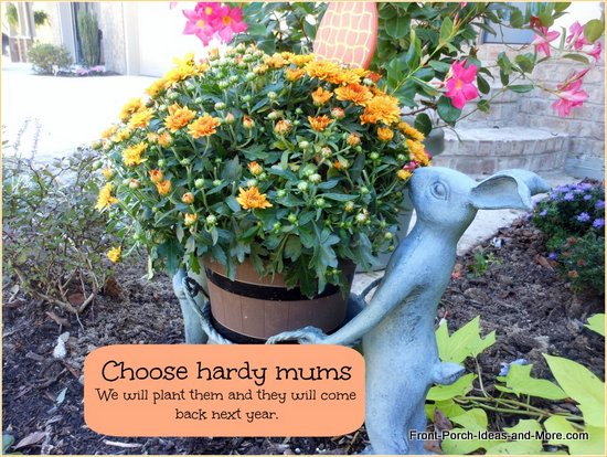 Hardy mums