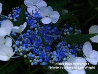 Nikko Blue Hydrangea