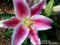 beautiful oriental lily flower