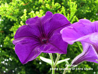 Stiking blue petunias