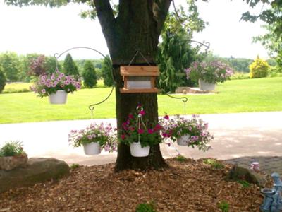 Pink charm - hanging baskets
