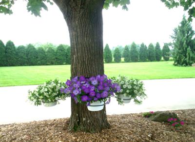 Pink charm - hanging baskets