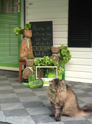 purrfect summer on the front porch