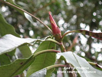 budding red tip photinia