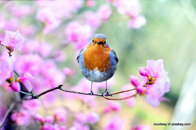 spring bird in beautiful flowering tree