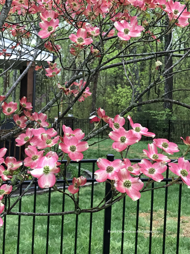pink dogwood in full bloom