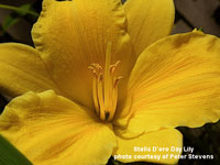 yellow Stella D'oro Day Lilly
