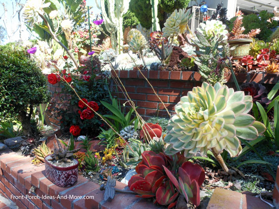  Succulent  Garden Designs  Pictures Of Succulents  Front 