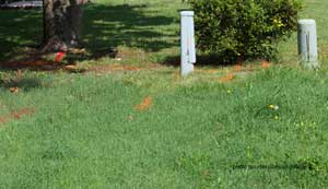 utility easement showing orange markings for electrical lines