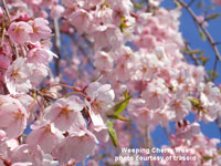 lovely weeping cherry tree