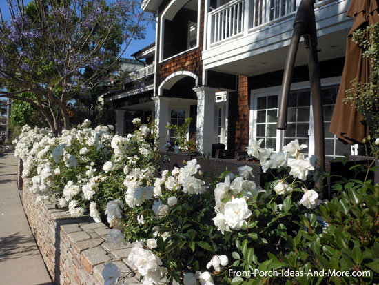 white roses in front of porch in  Naples California 
