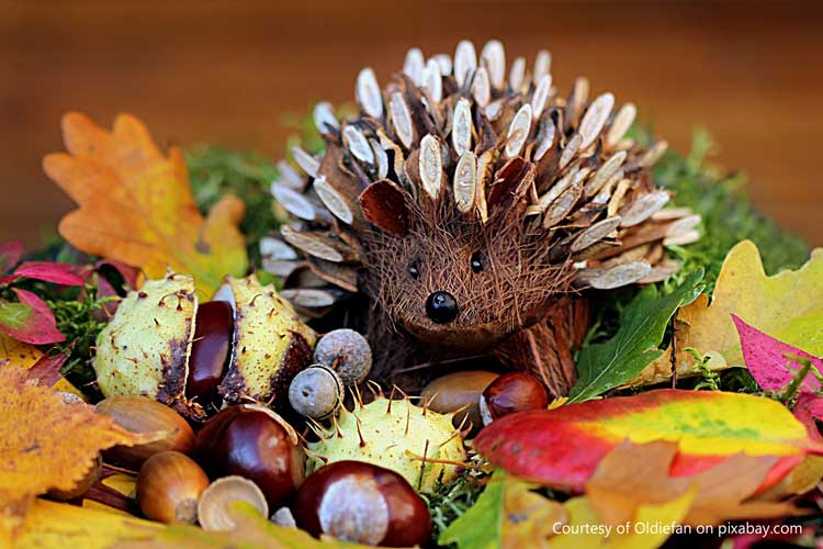 adorable hedge hog in the autumn