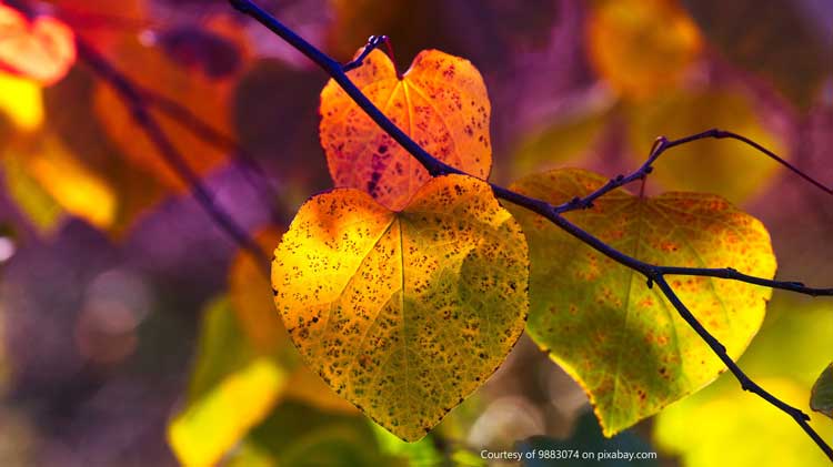 beautiful autumn leaves