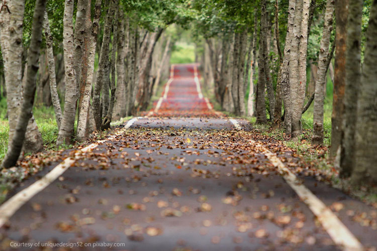 a beautiful road lined with trees