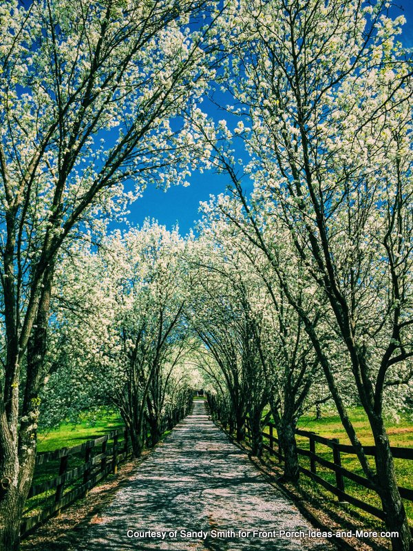 Beautiful Bradford Pear trees line this charming lane