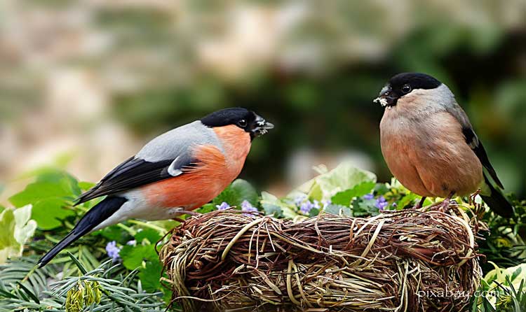pair of beautiful bullfinches