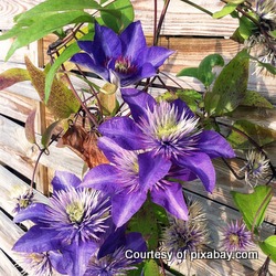 purple clematis on a trellis