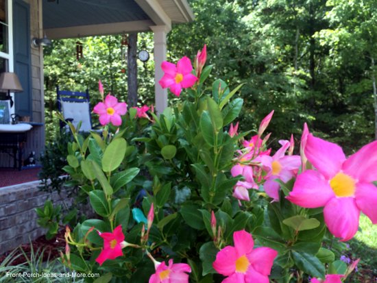 the color of flowers complements the colors in our home