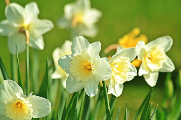 daffodils in springtime