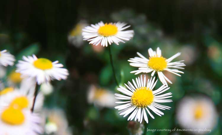 daisies