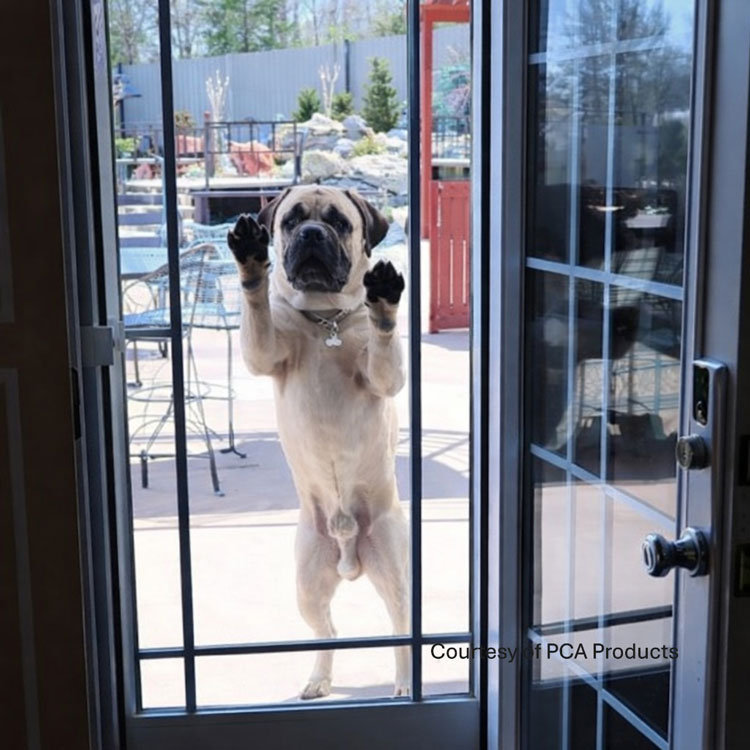 big dog with paws on screen door