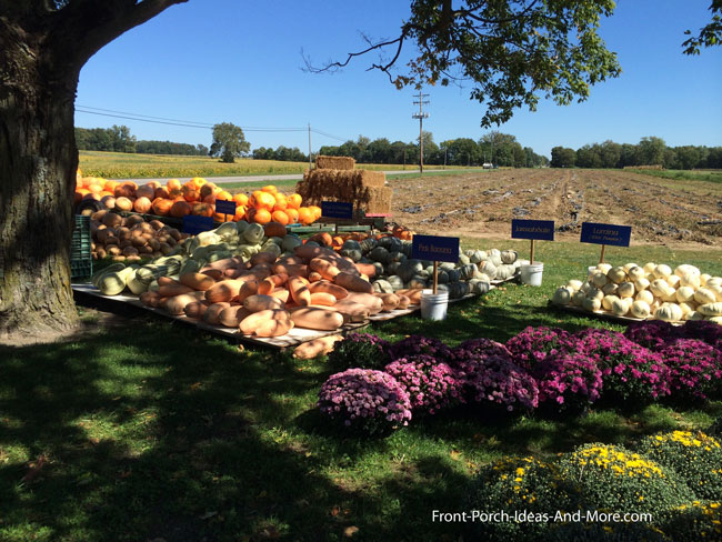 field with fall harvest of pumpkins, gourds, mums