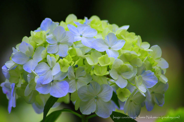 gorgeous hydrangea