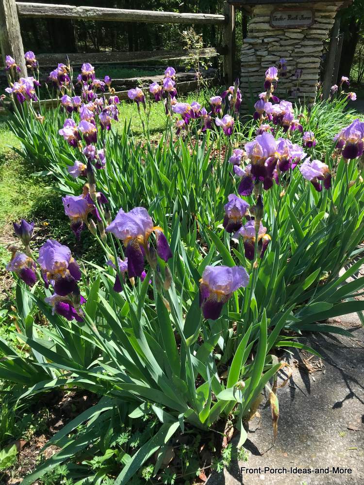 beautiful magnolia trees in bloom