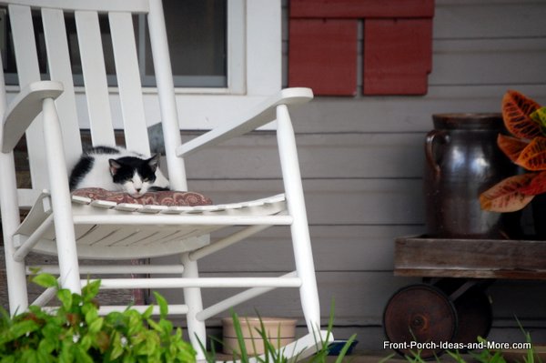 Porch Cats