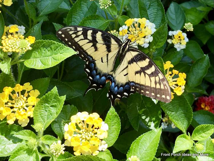 butterfly on yellow lantana
