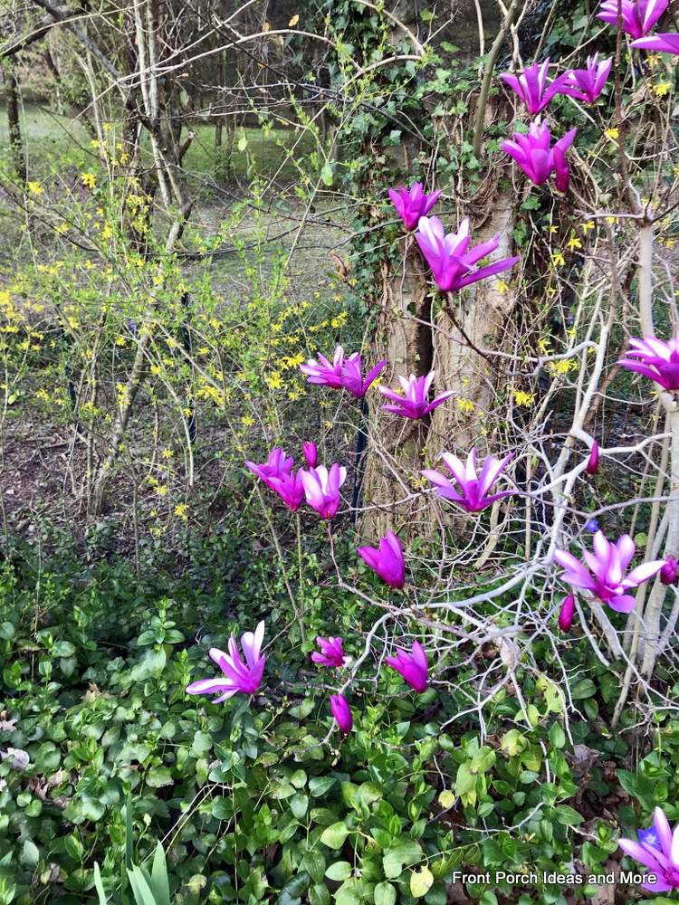gorgeous magnolia tulips blossoms and forsythis in bloom