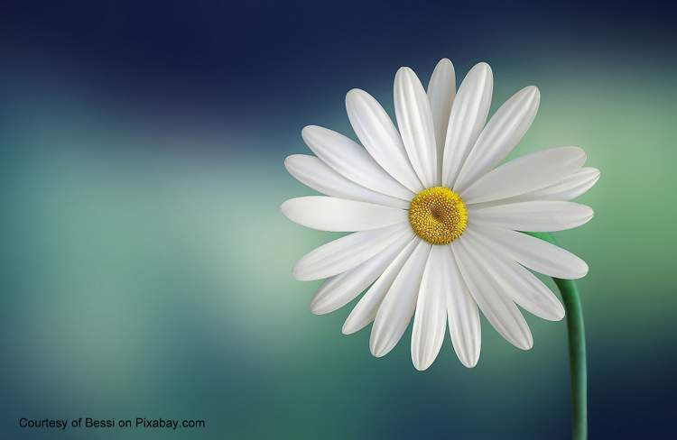 Mother's Day marguerite flower