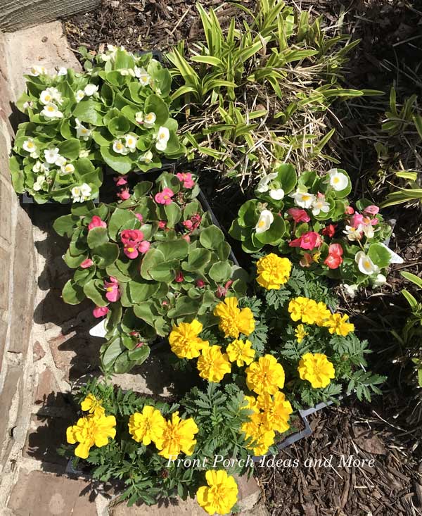 begonias and marigolds