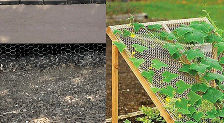 chicken wire along with plants can become a porch skirting for your mobile home