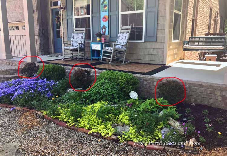 new barberries planted