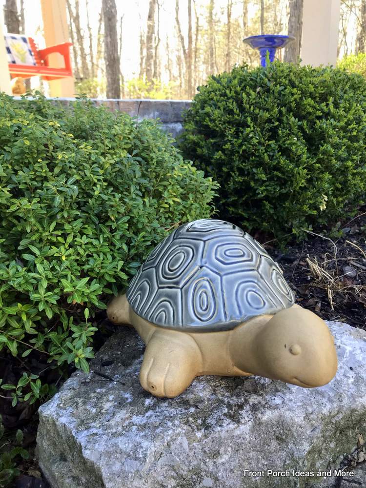 Meet Oscar, our garden tortoise